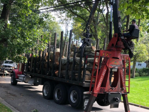 Bellmore tree removal