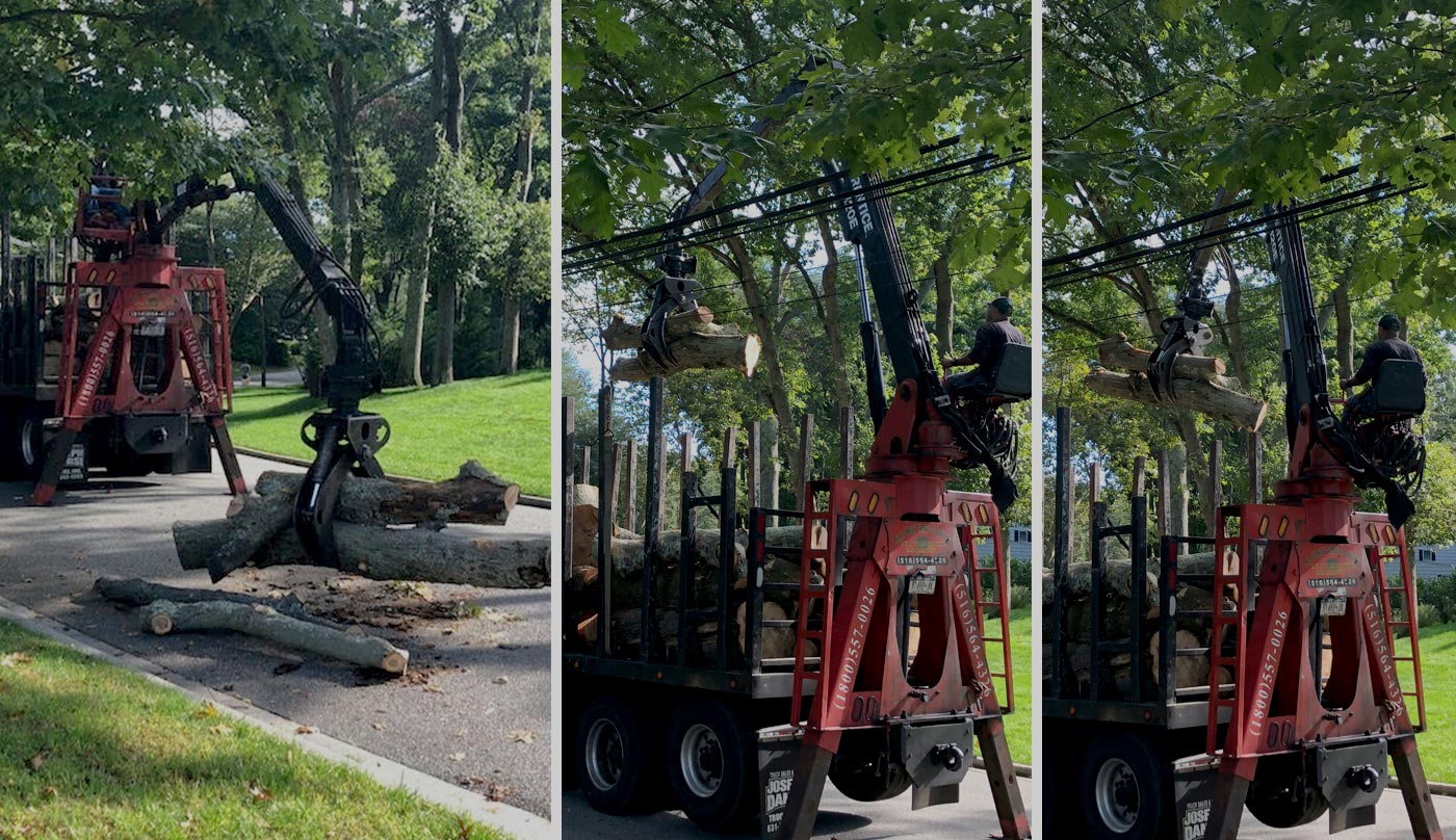 Bellmore tree removal