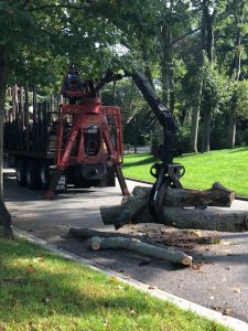 tree service removal